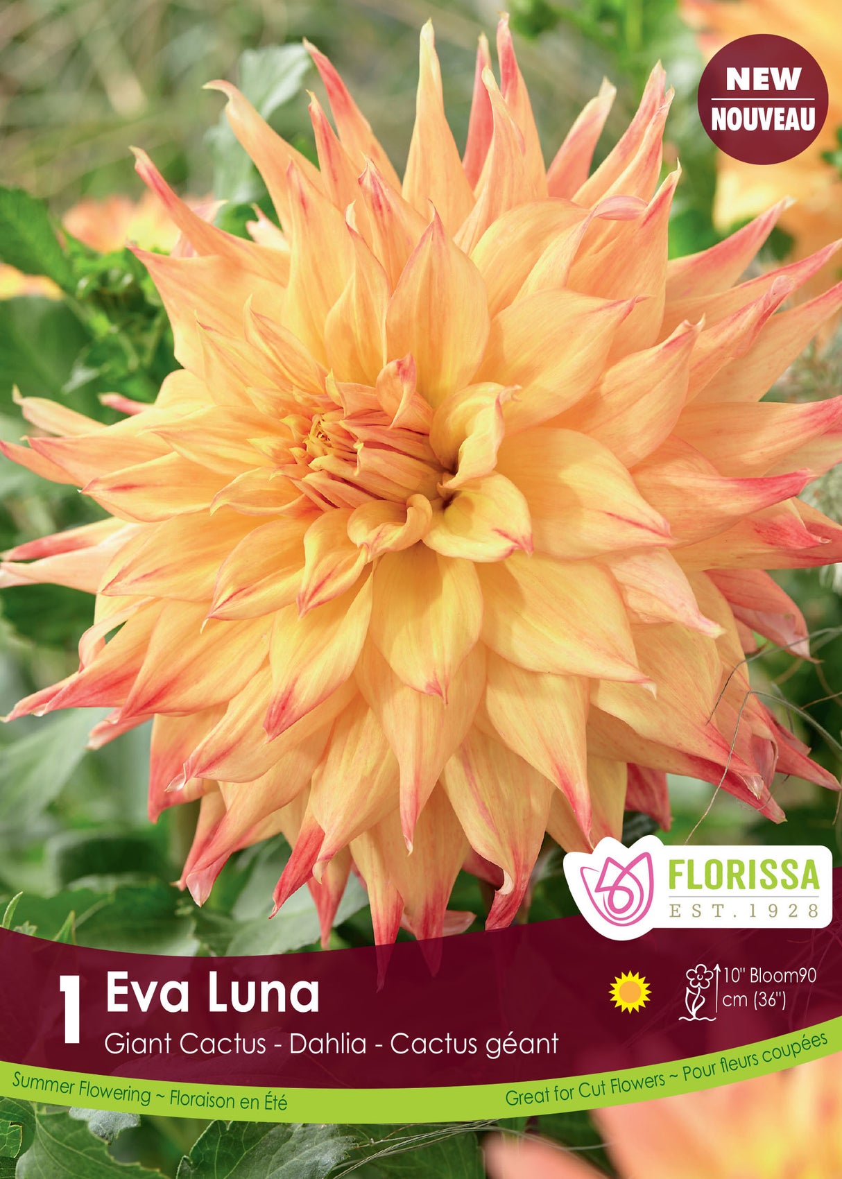 Dahlia Dinnerplate Cactus - Eva Luna Retail Pkg