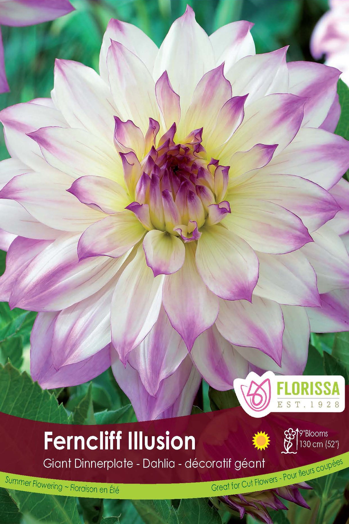 Dahlia Giant Dinnerplate - Ferncliff Illusion Retail Pkg