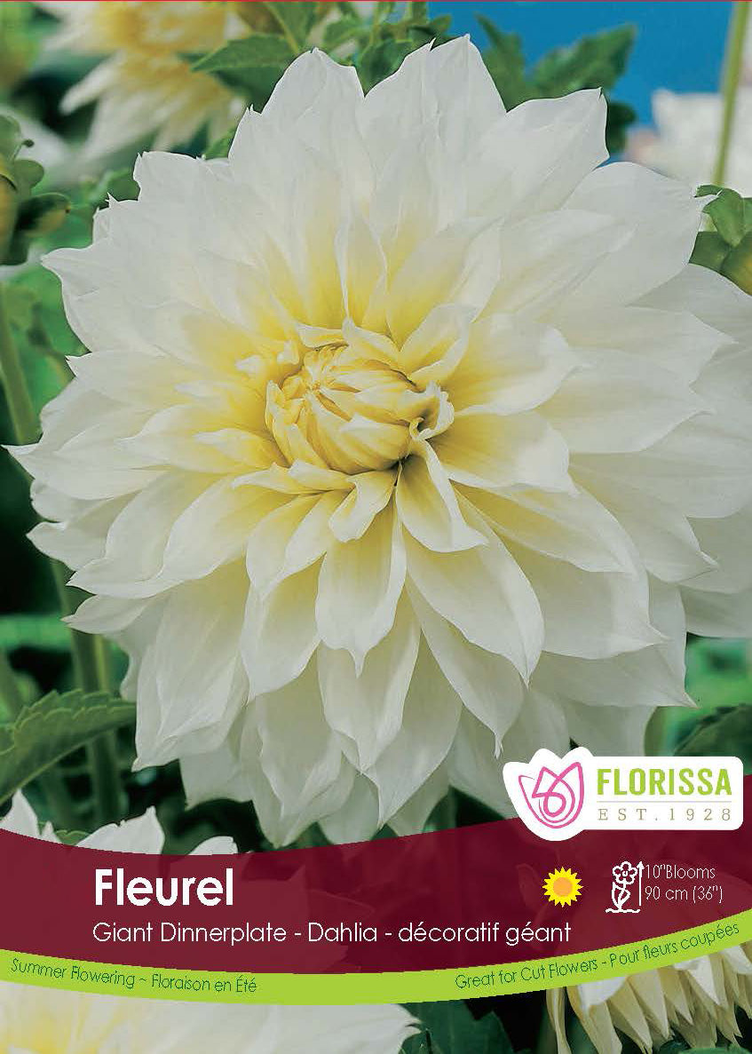 Dahlia Giant Dinnerplate - Fleurel Retail Pkg