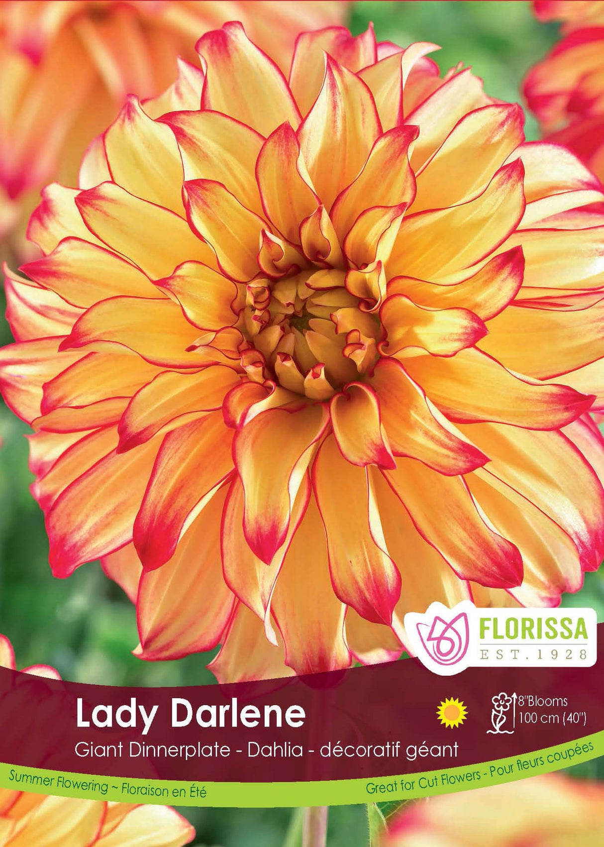 Dahlia Giant Dinnerplate - Lady Darlene Retail Pkg