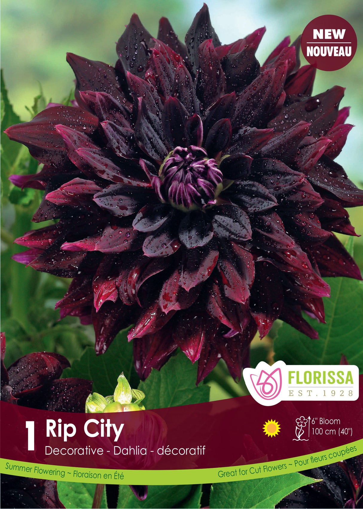 Dahlia Decorative - Rip City Retail