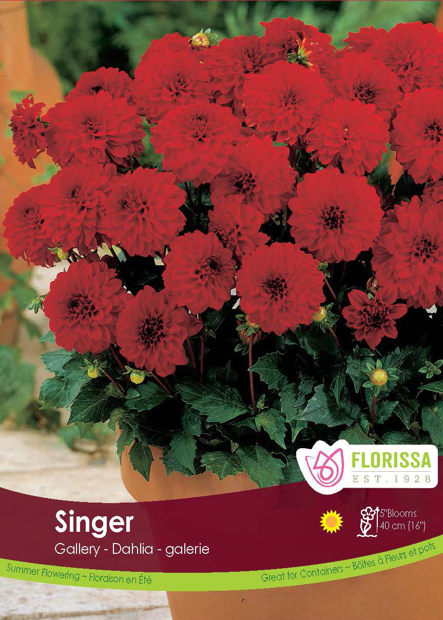 Dahlia Patio - Gallery Singer Retail Pkg