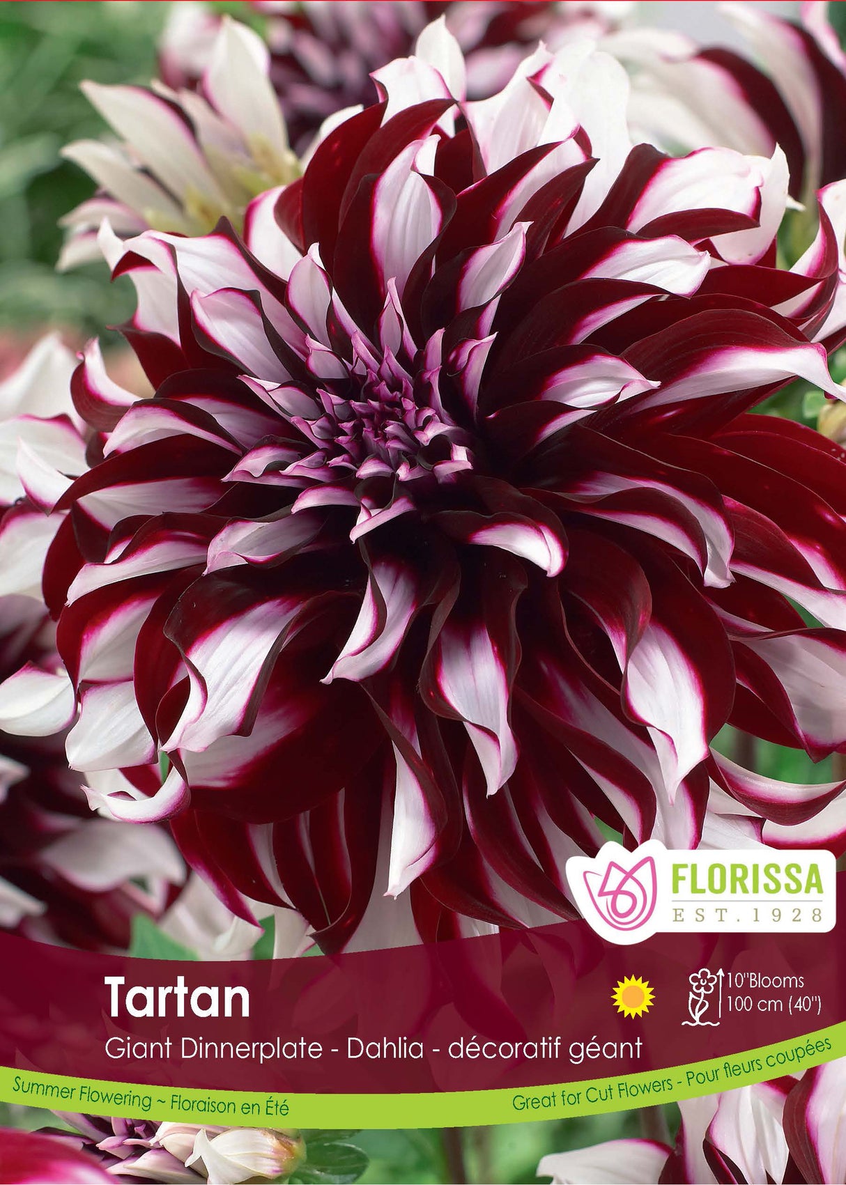 Dahlia Giant Dinnerplate - Tartan Retail Pkg