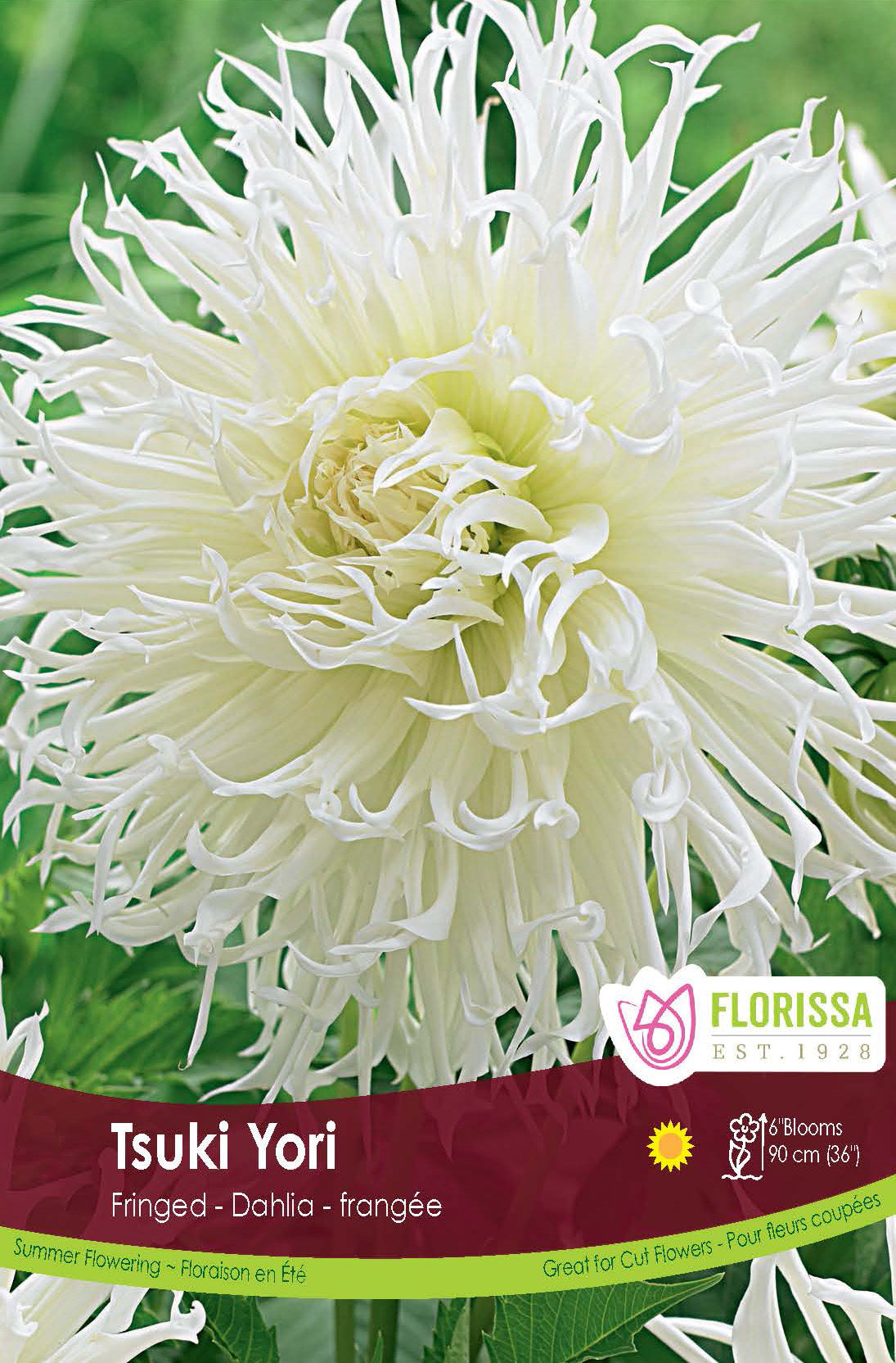 Dahlia Fringed - Tsuki Yori Retail Pkg
