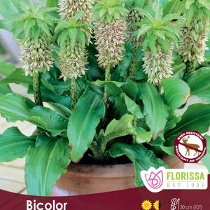 Eucomis
