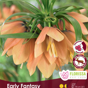 Fritillaria