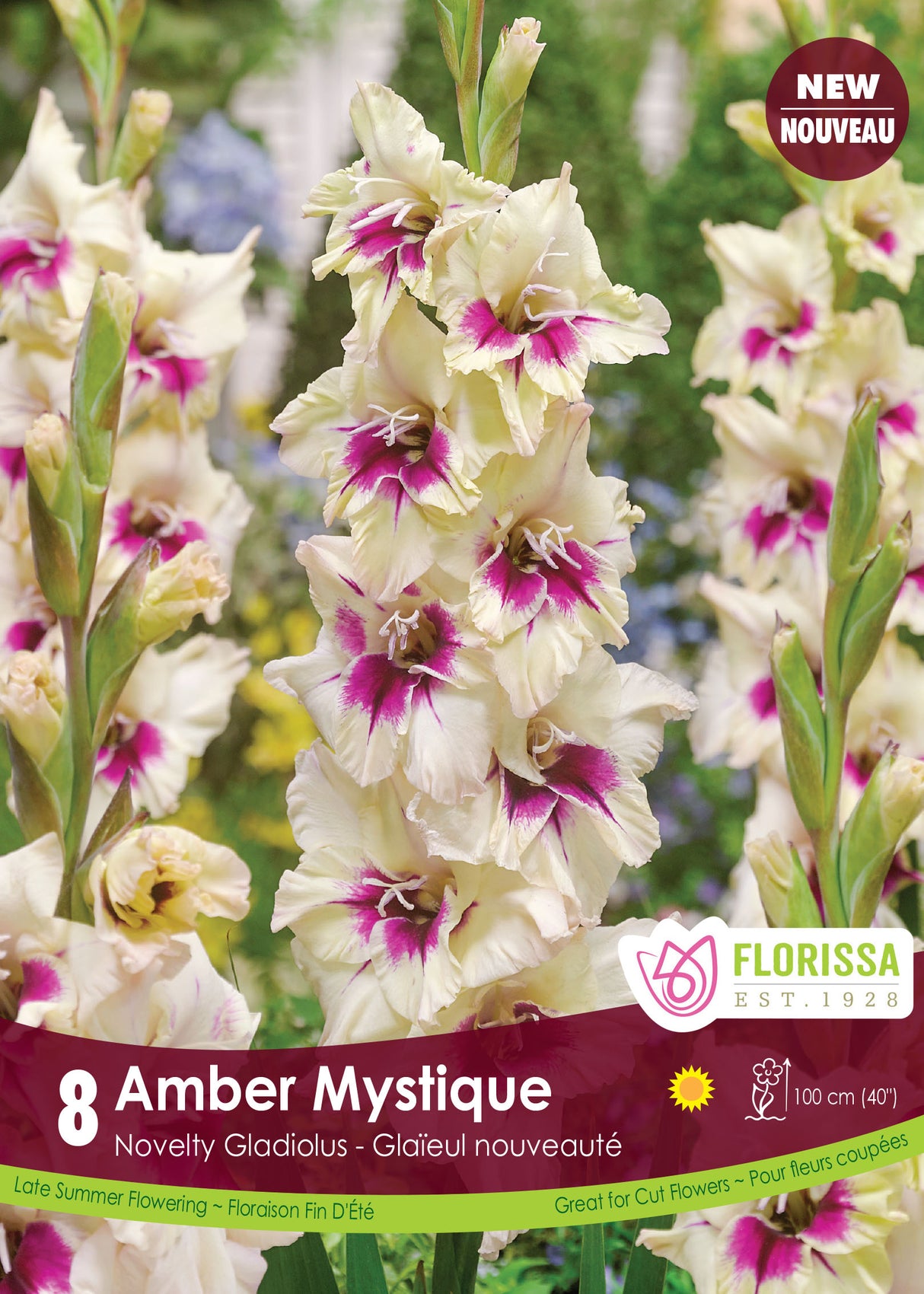 Gladiolus - Amber Mystique Retail