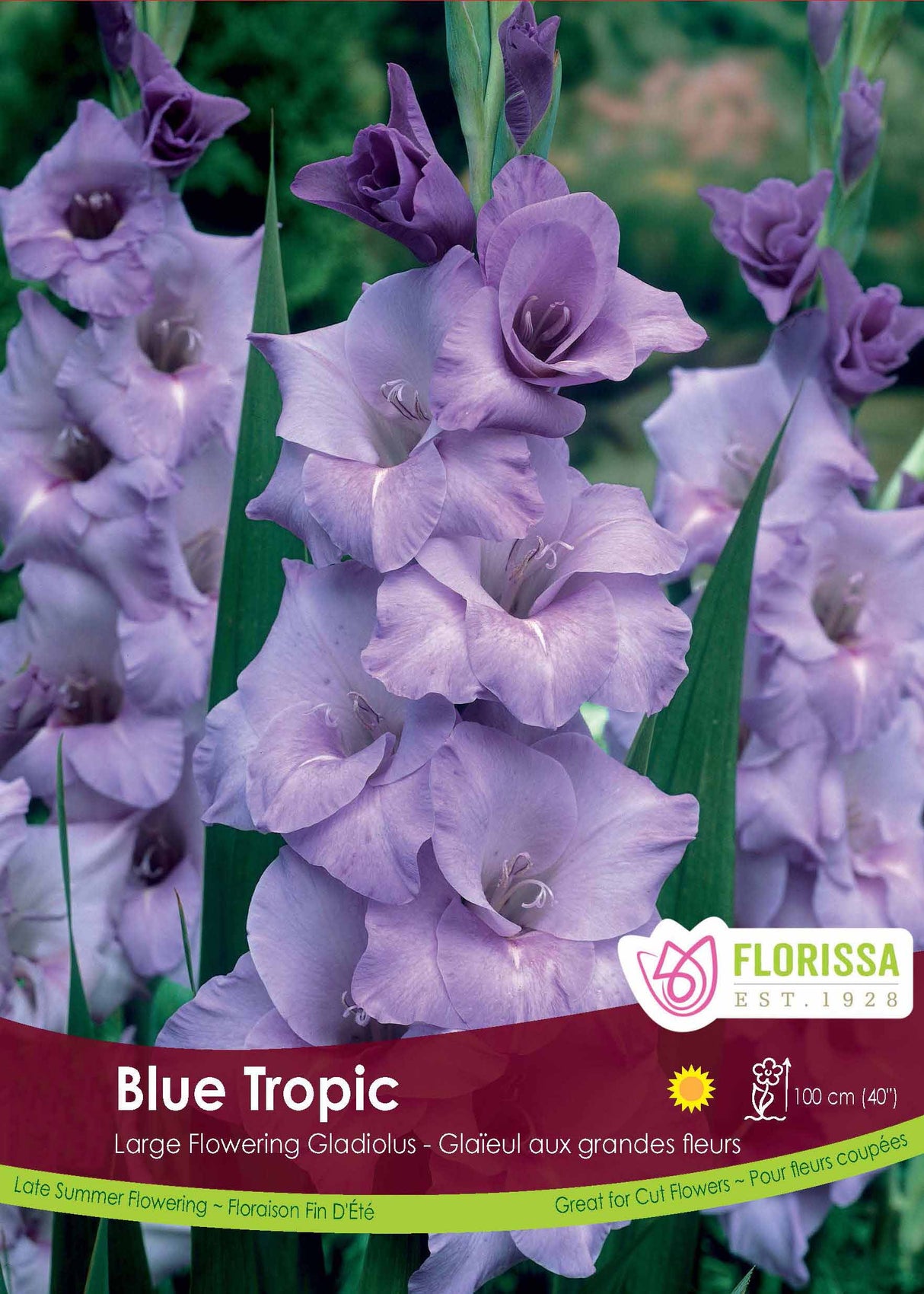 Gladiolus - Blue Tropic Bulk