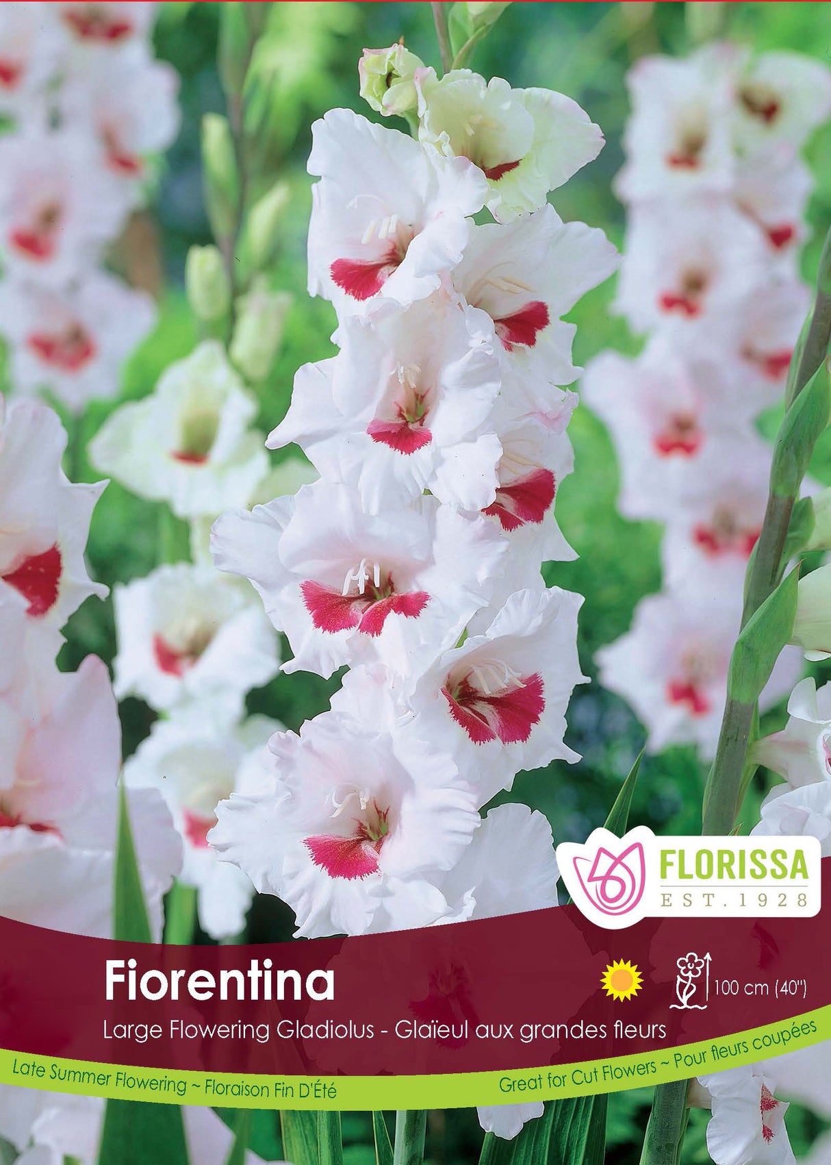 Gladiolus - Fiorentina Bulk