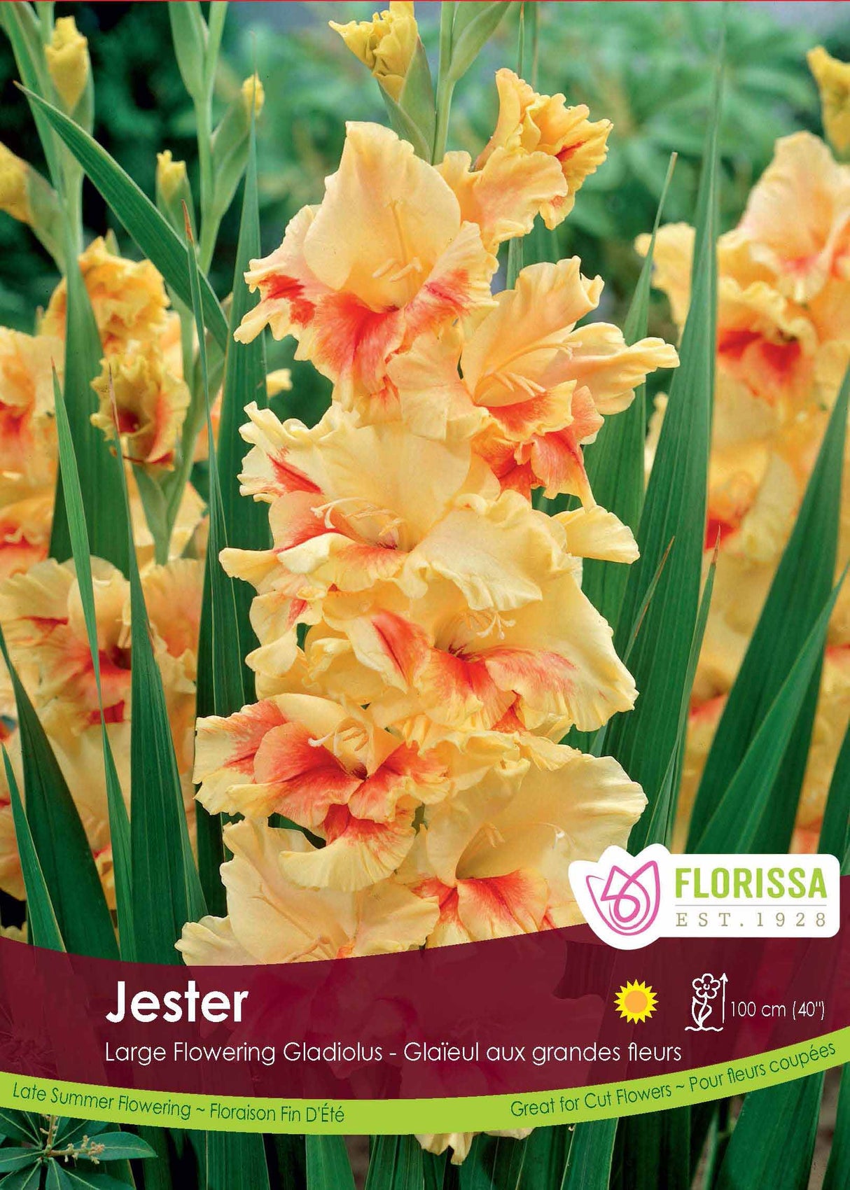 Gladiolus - Jester Bulk