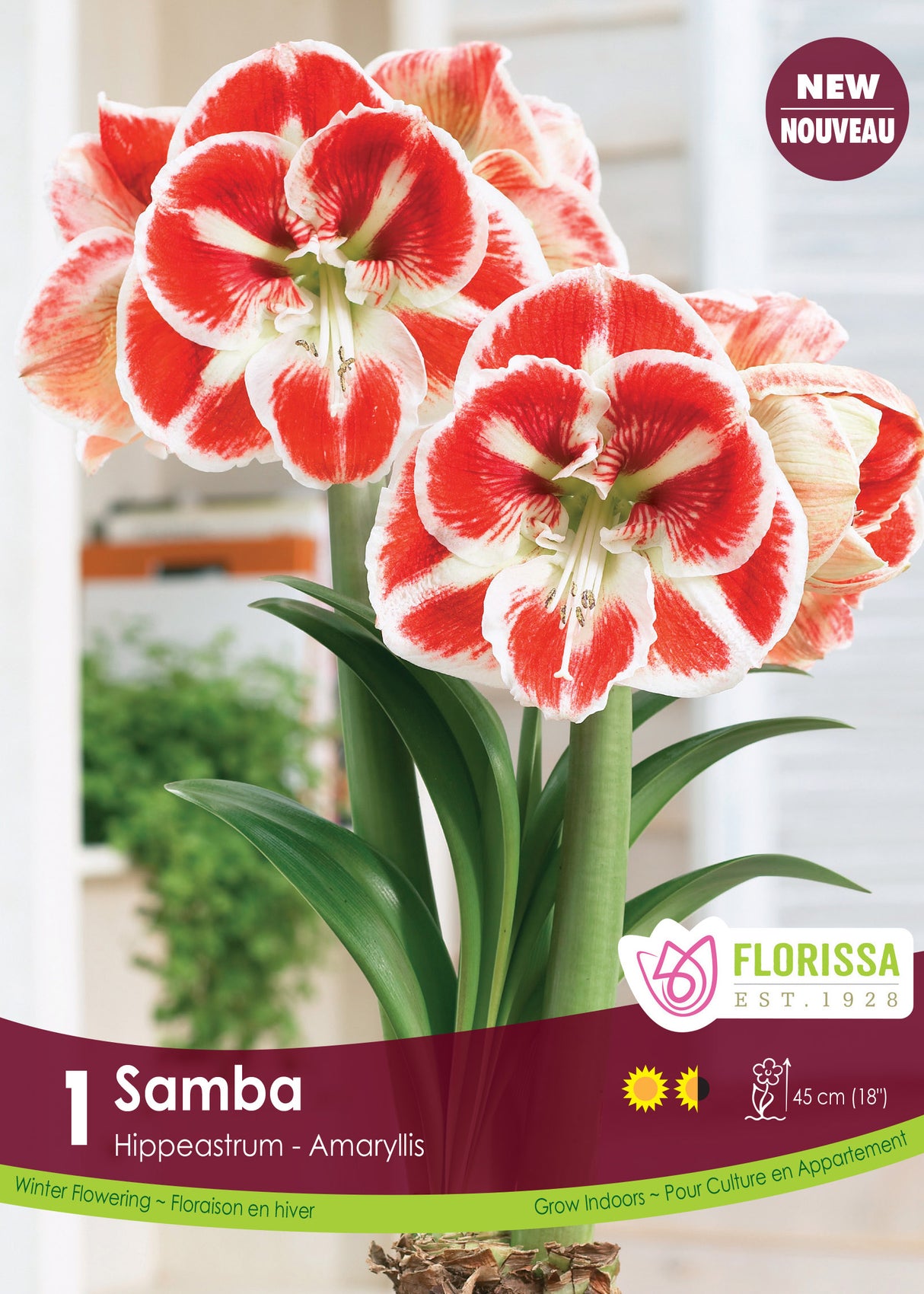 Amaryllis - Samba Size 26/28