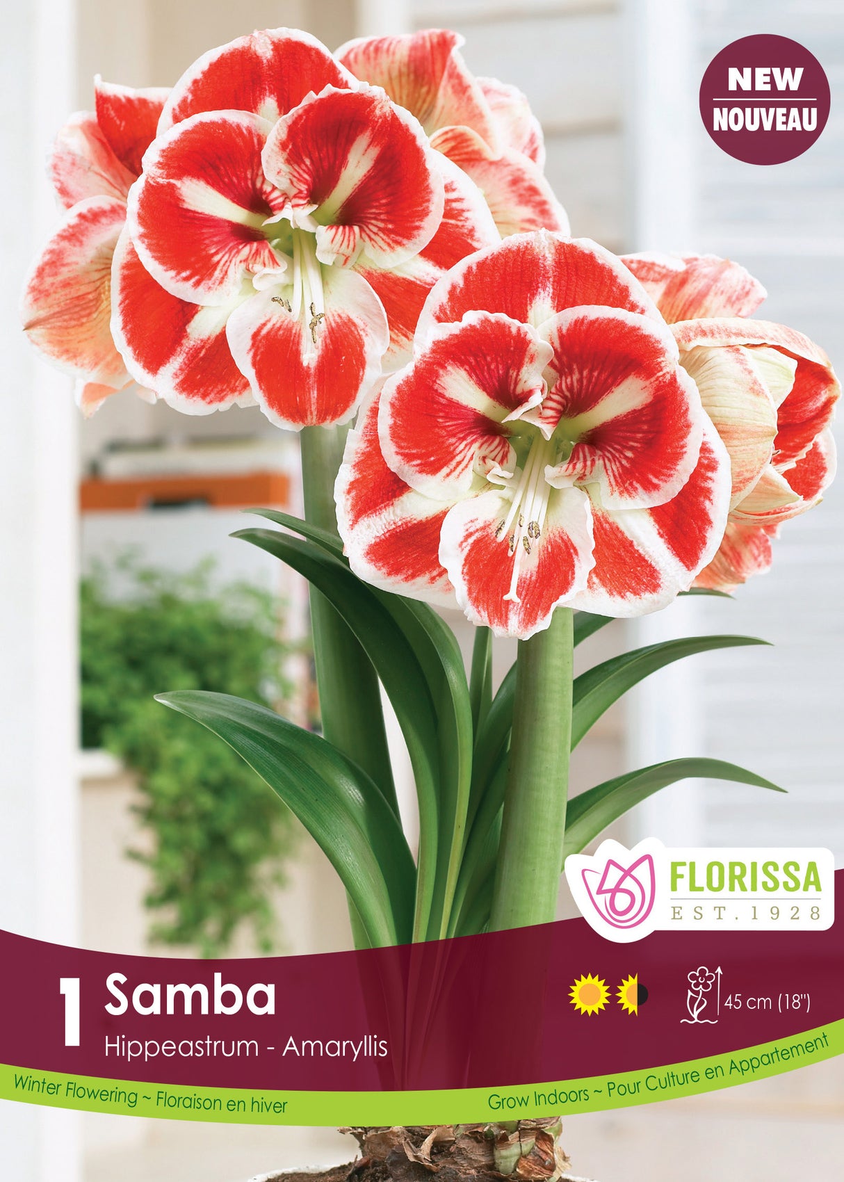 Amaryllis - Samba Size 34/36