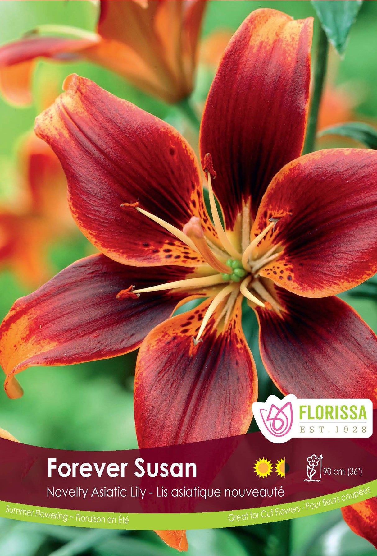 Lily Asiatic - Forever Susan Retail