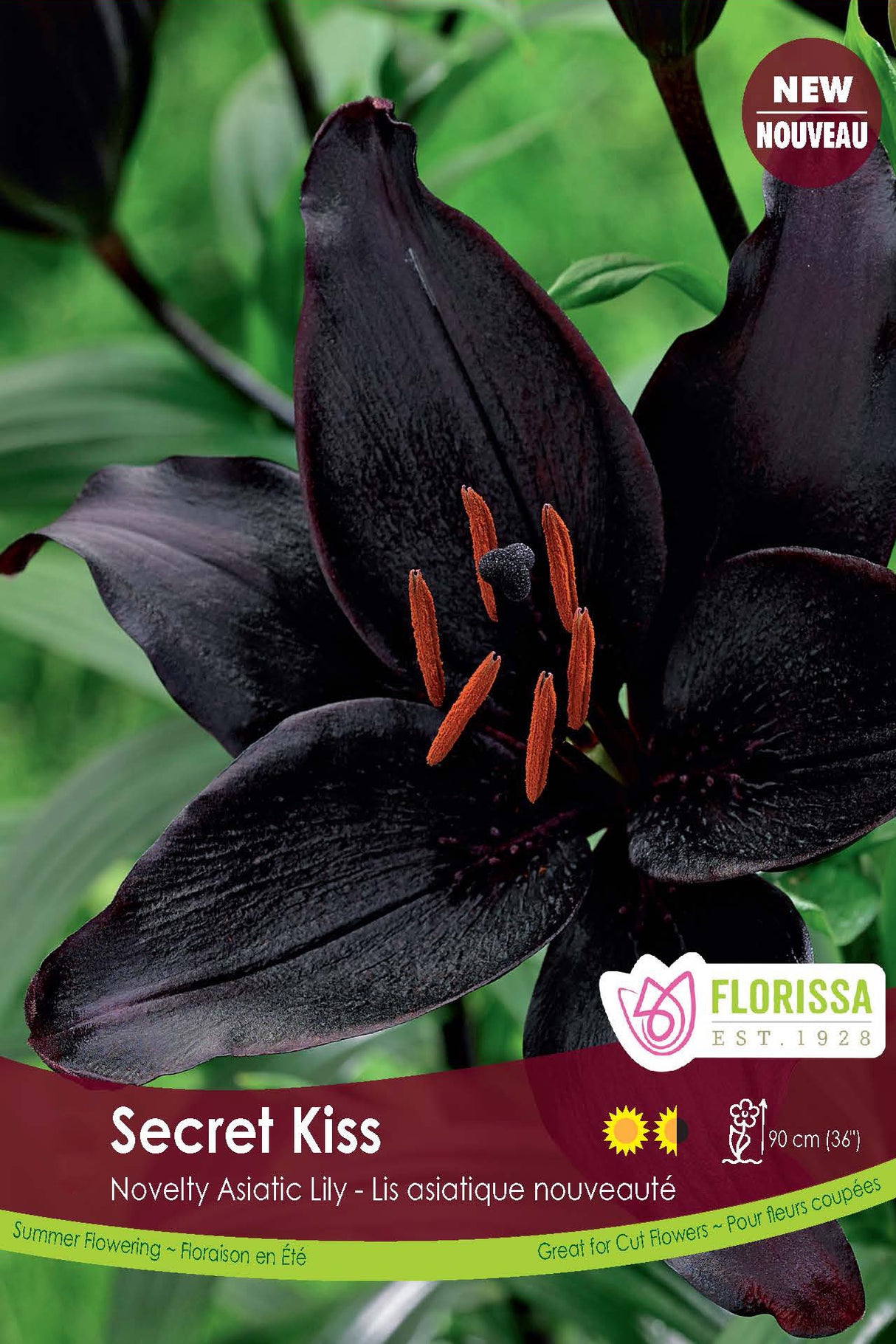 Lily Asiatic - Secret Kiss Retail