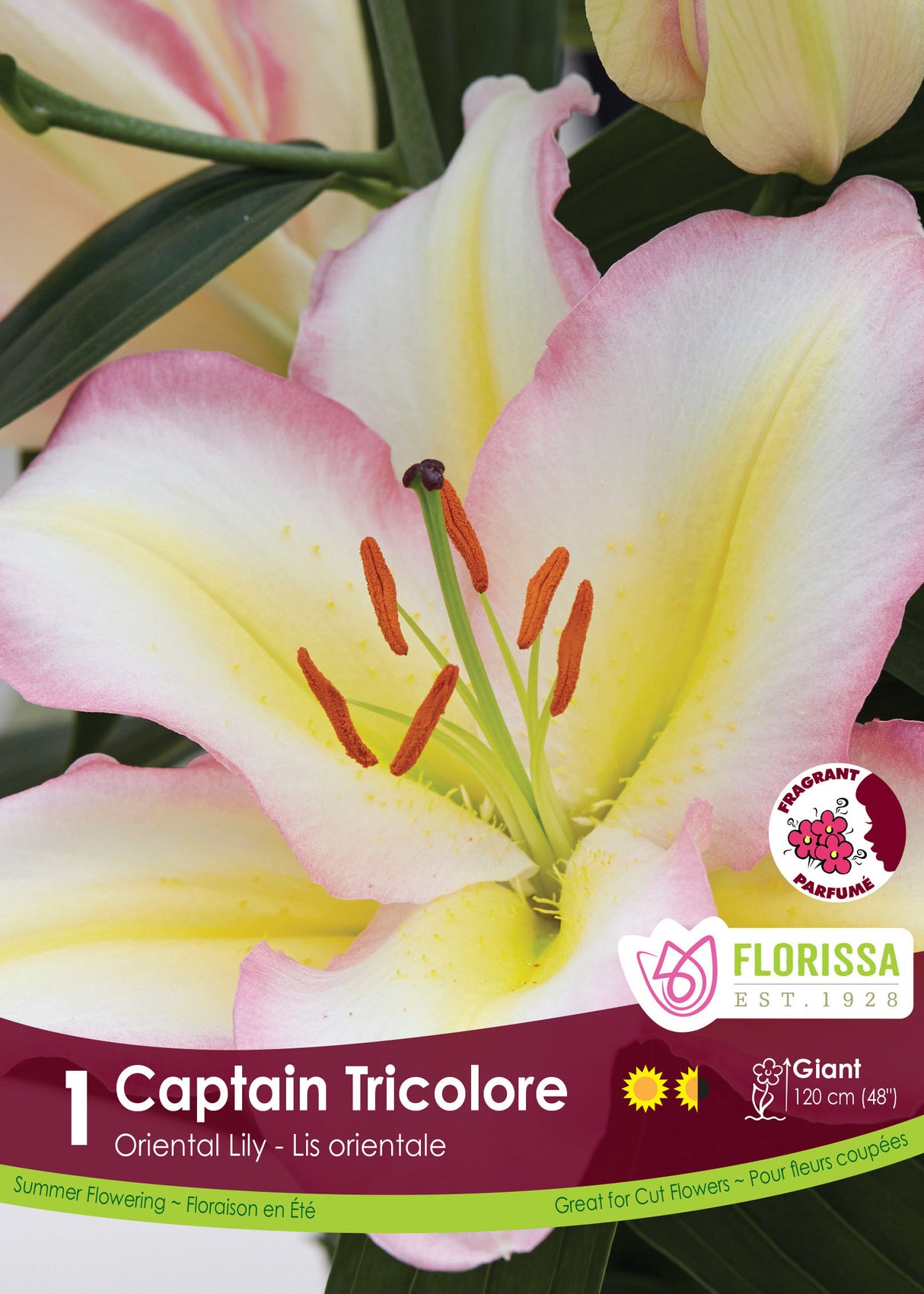 Lily Oriental  - Captain Tricolore Retail