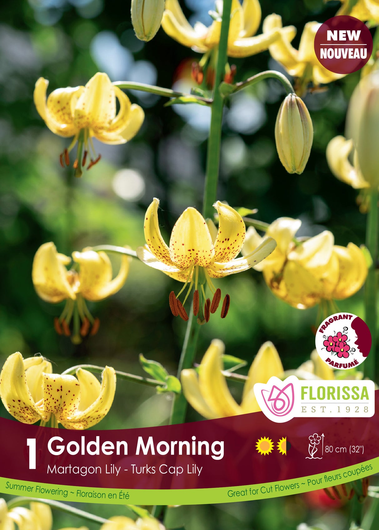 Lily Martagon - Golden Morning Retail