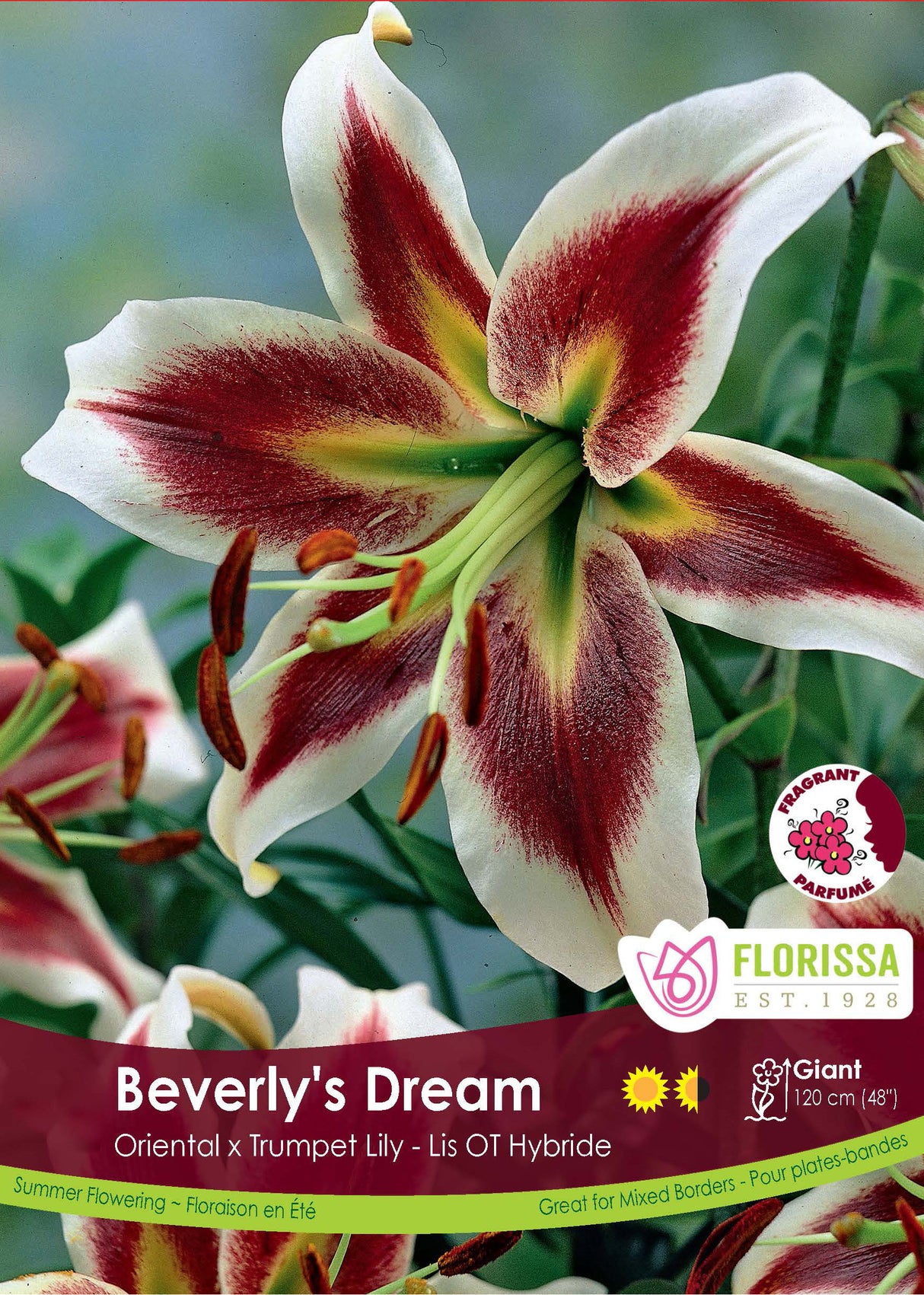 Lily O/T Hybrid  - Beverly's Dream Retail