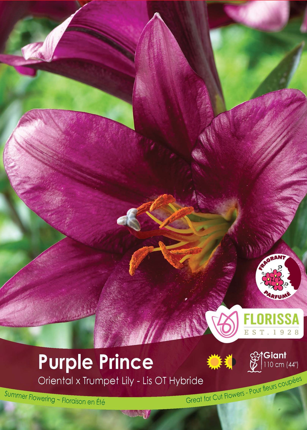 Lily O/T Hybrid  - Purple Prince Retail