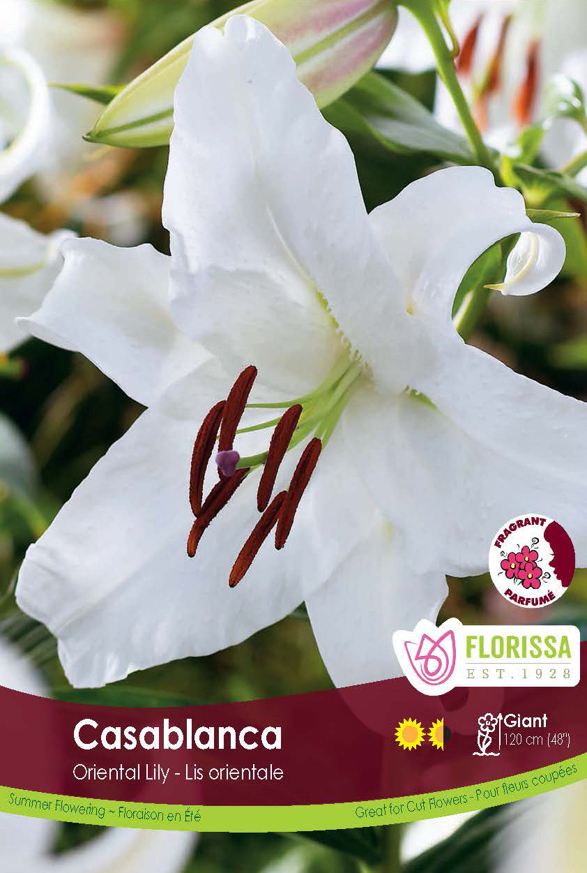 Lily Oriental  - Casablanca Retail