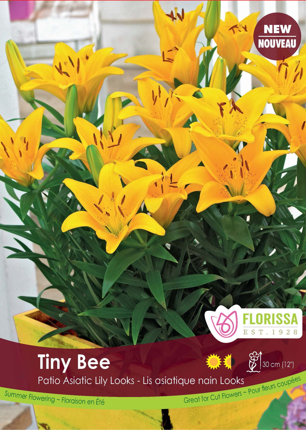 Lily Patio Asiatic  - Tiny Bee Retail