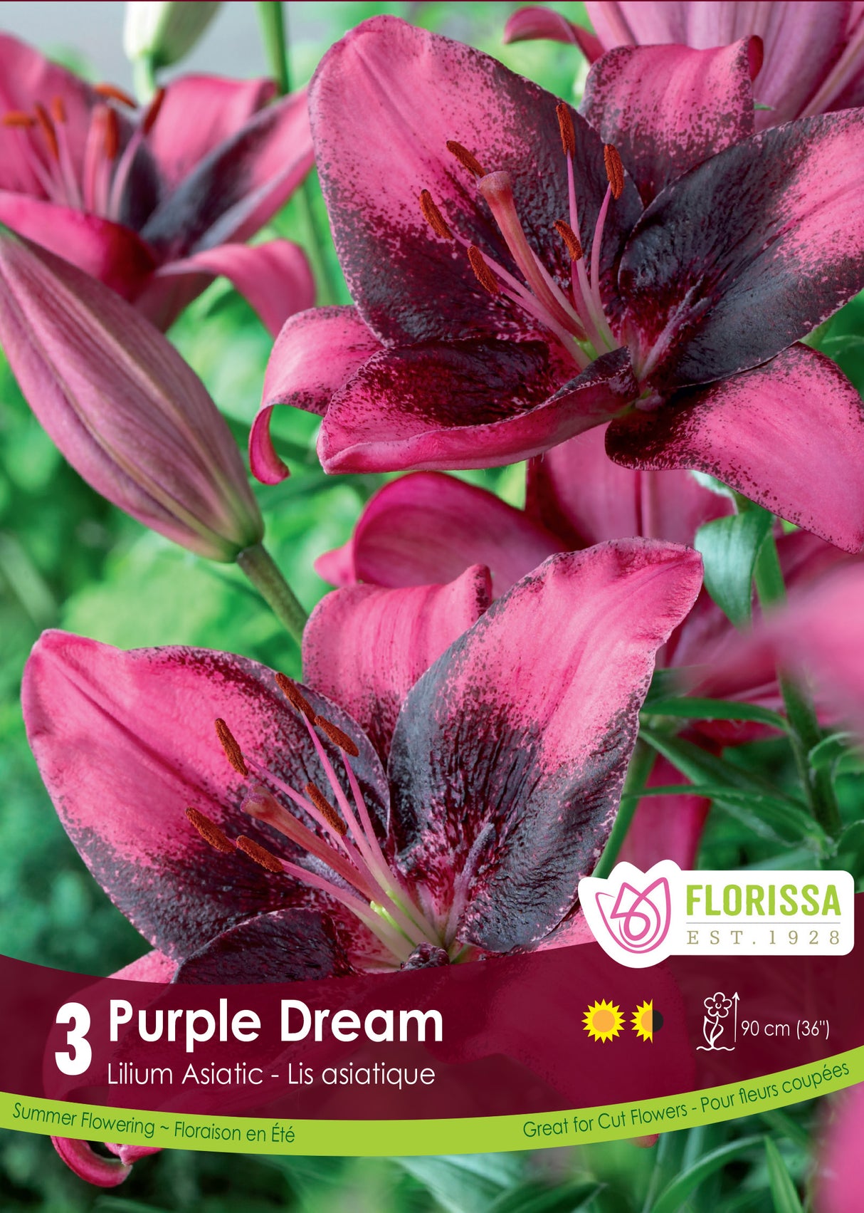 Lily Asiatic - Purple Dream Retail