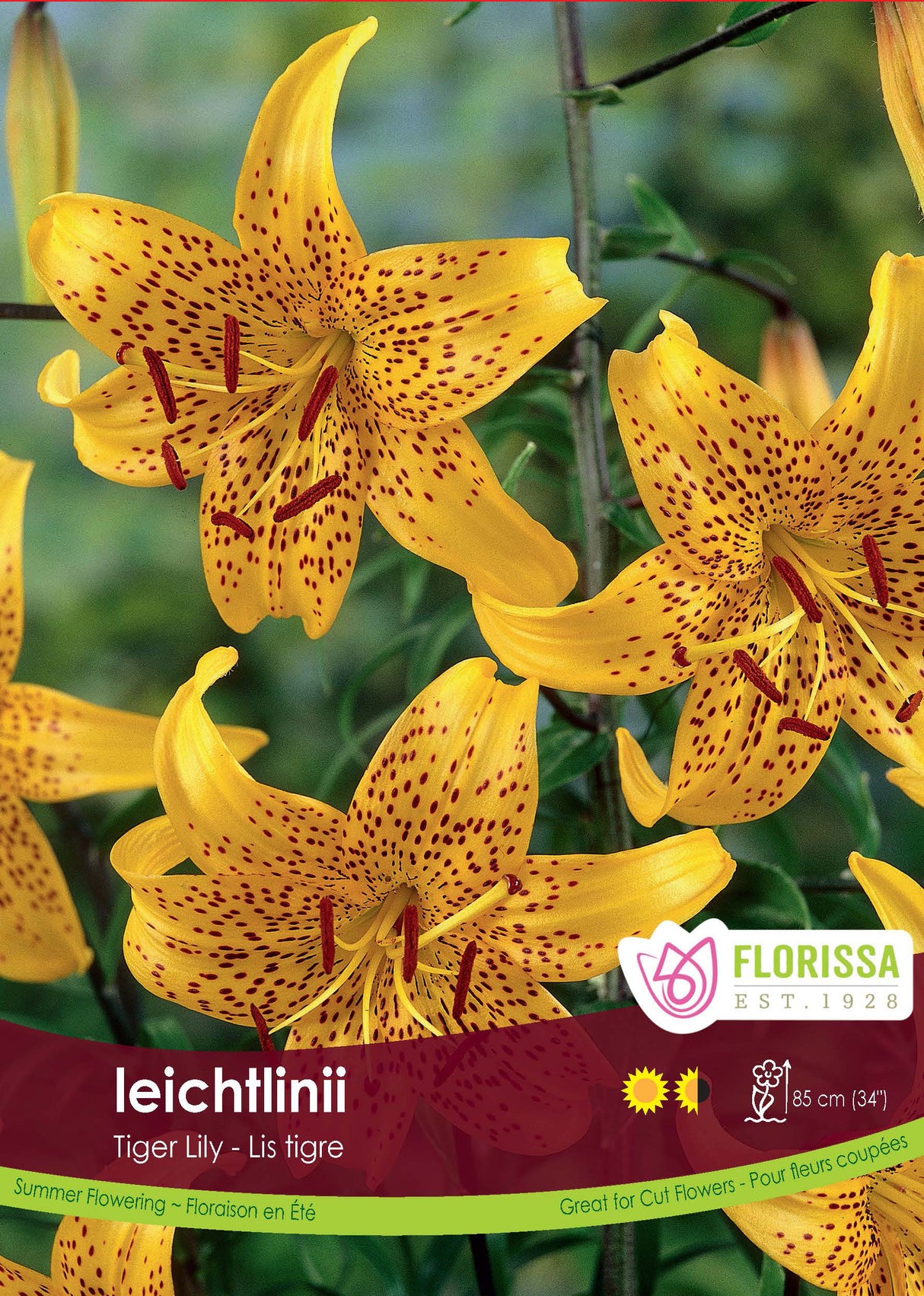 Lily Tiger - leichtlinii Retail