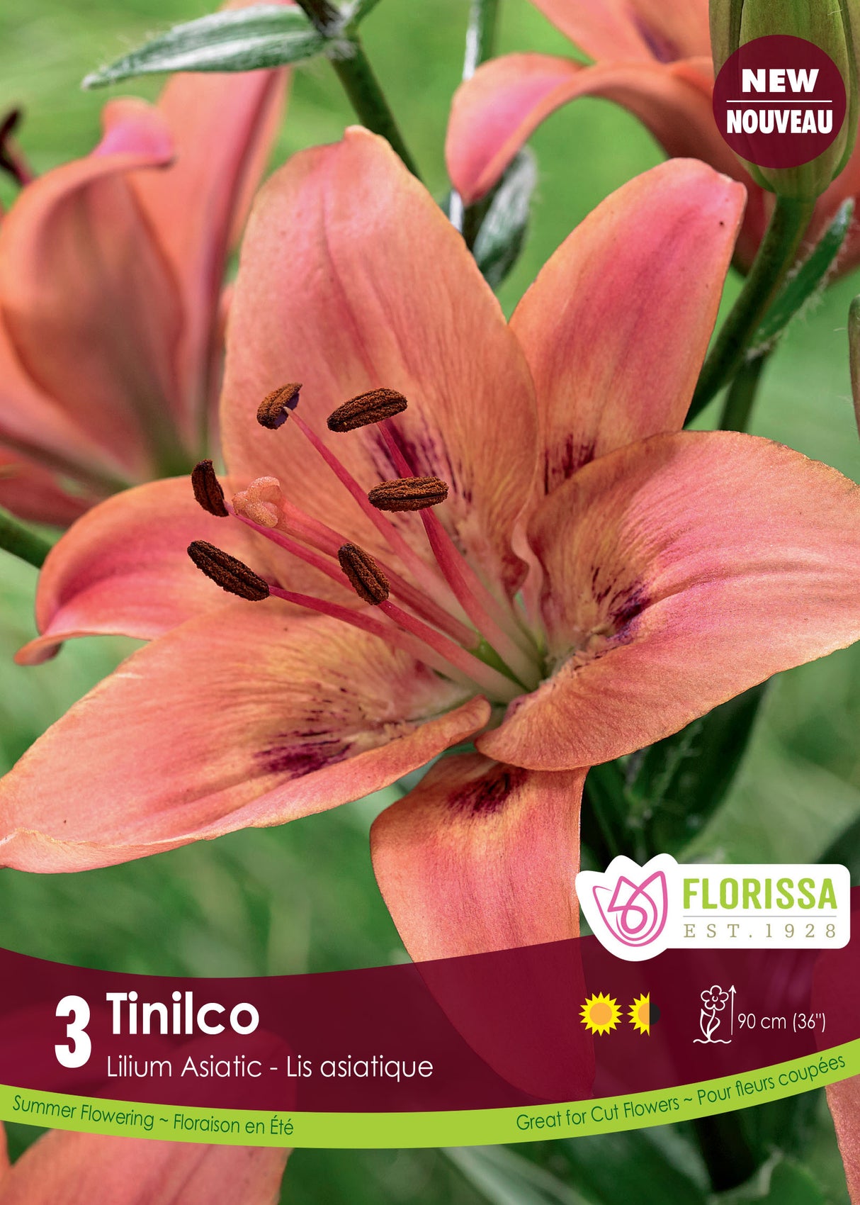 Lily Asiatic - Tinilco Retail