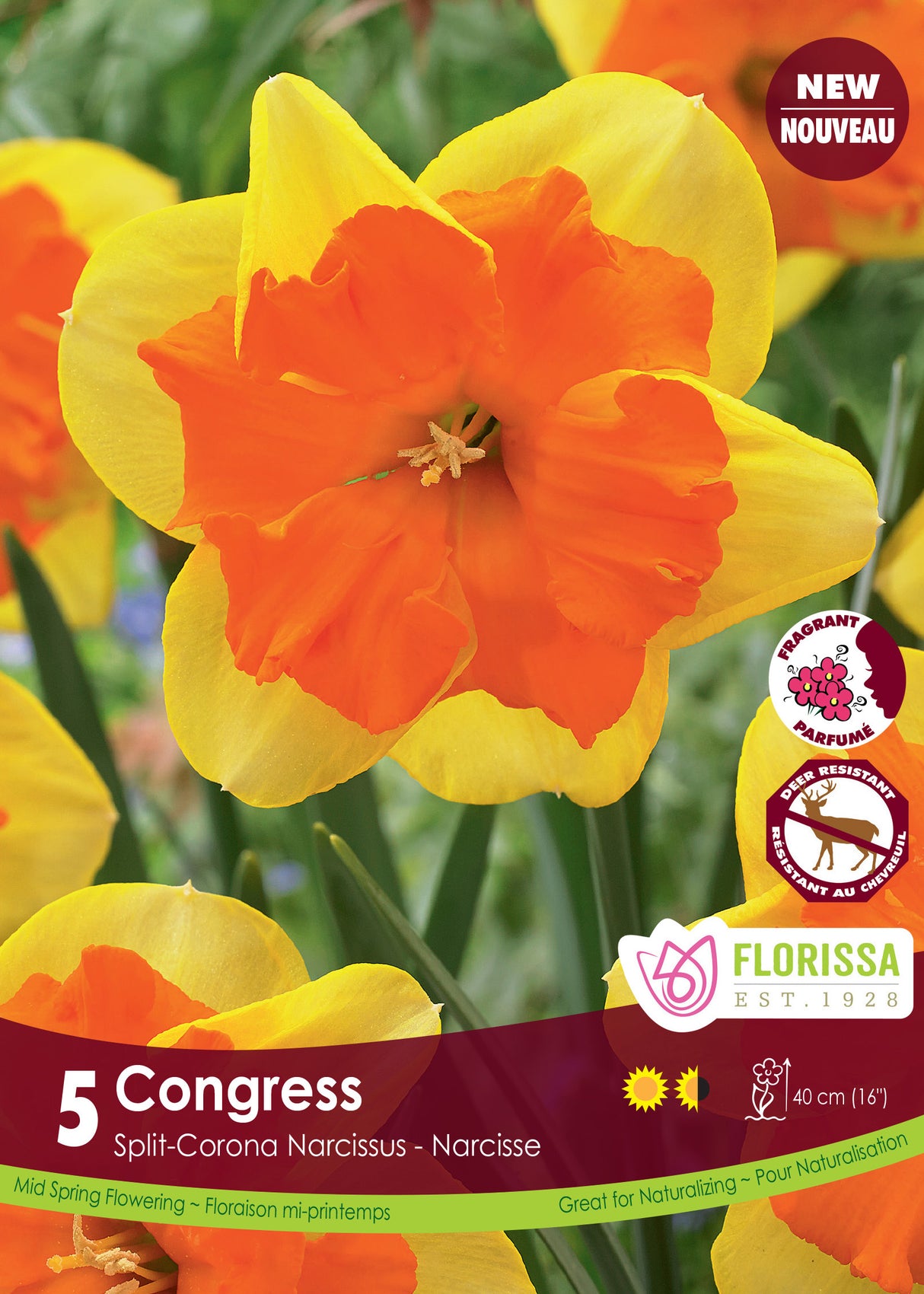 Narcissus Split Cup - Congress Retail
