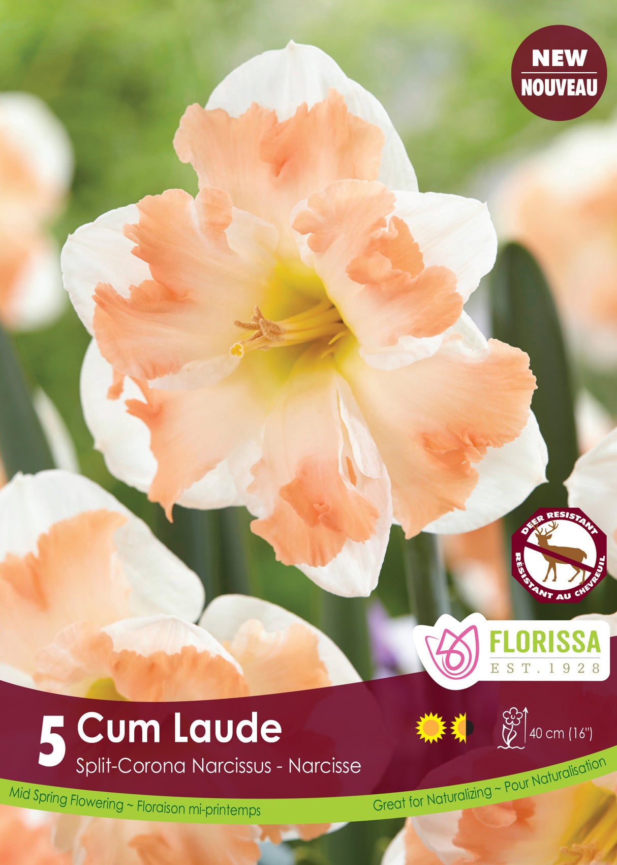 Narcissus Split Cup - Cum Laude Retail