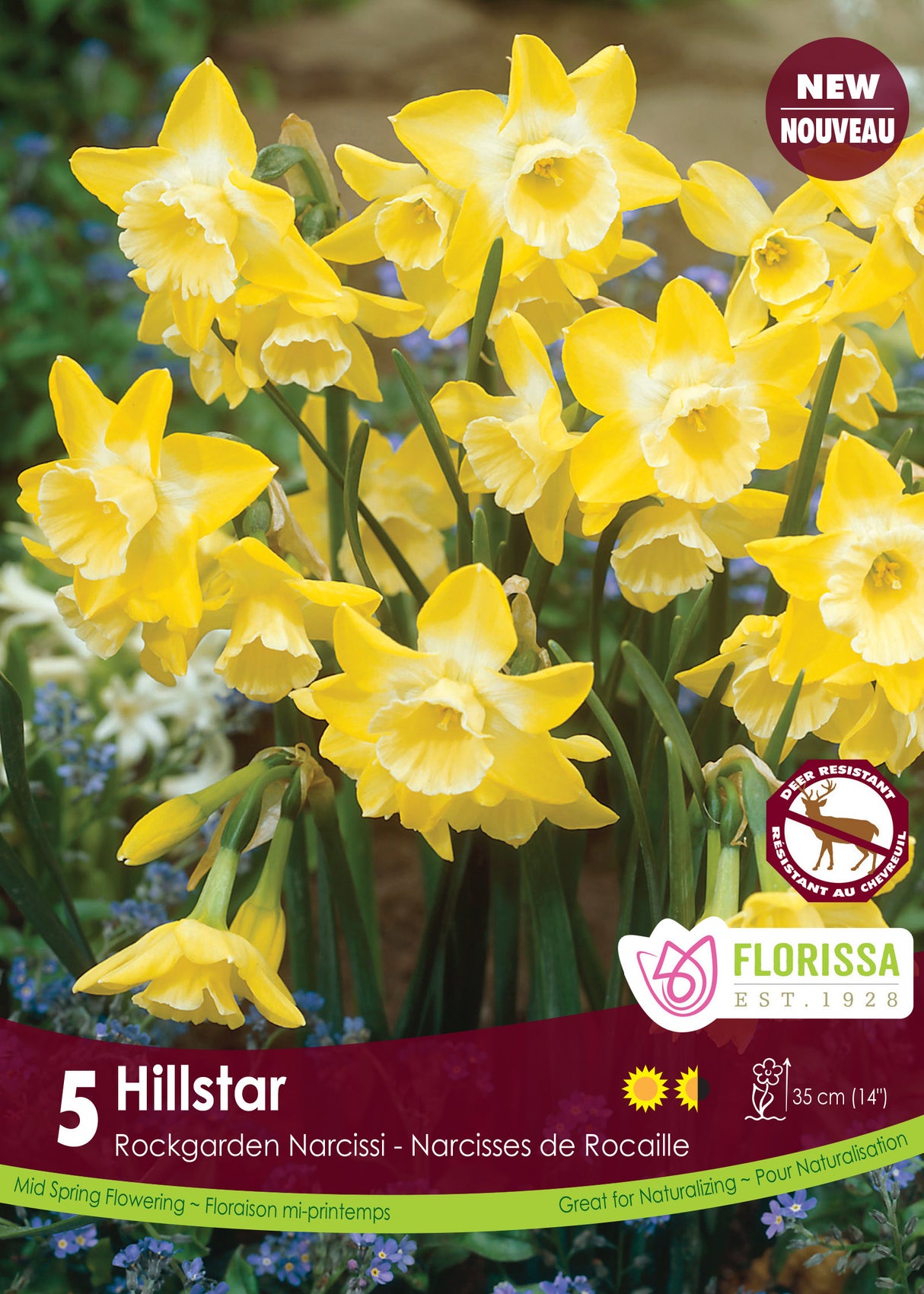 Narcissus Rockgarden - Hillstar Retail