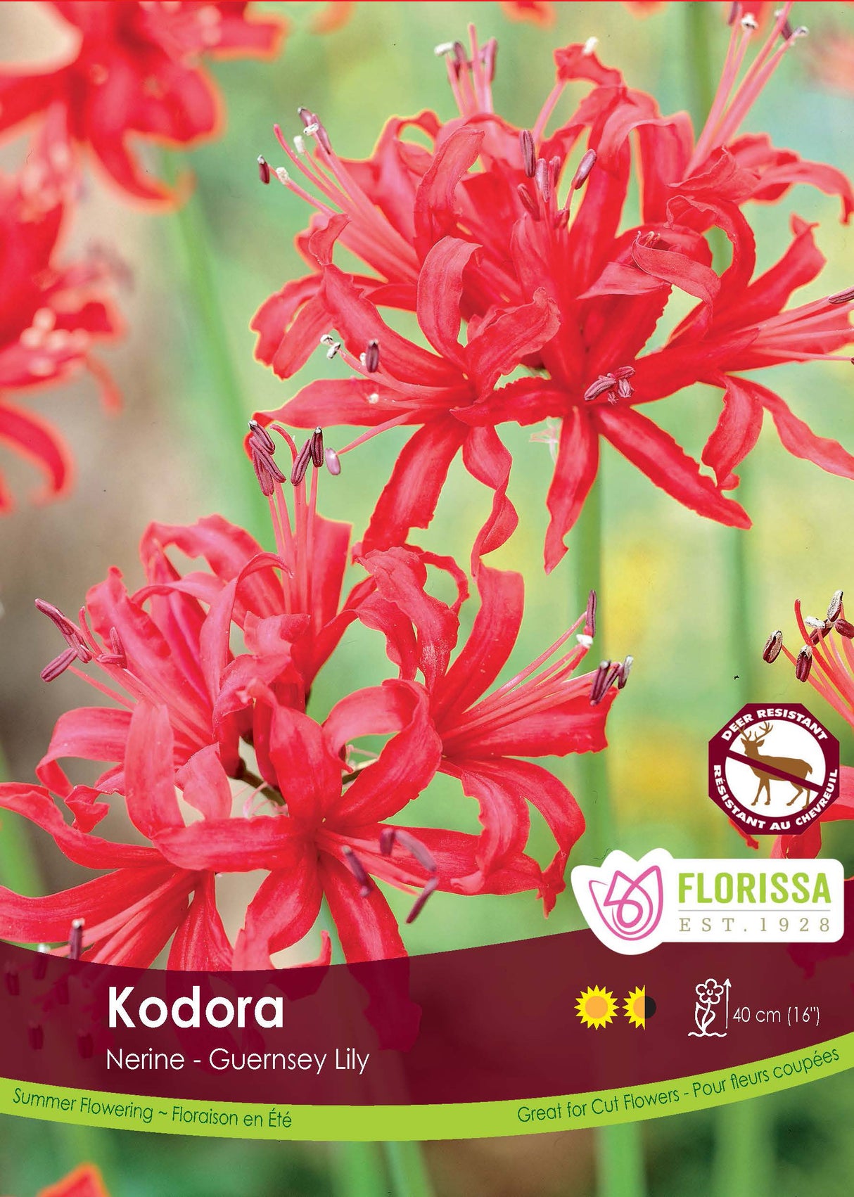 Nerine - Elegans