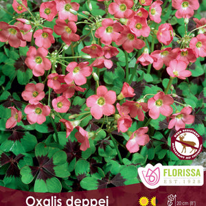 Oxalis