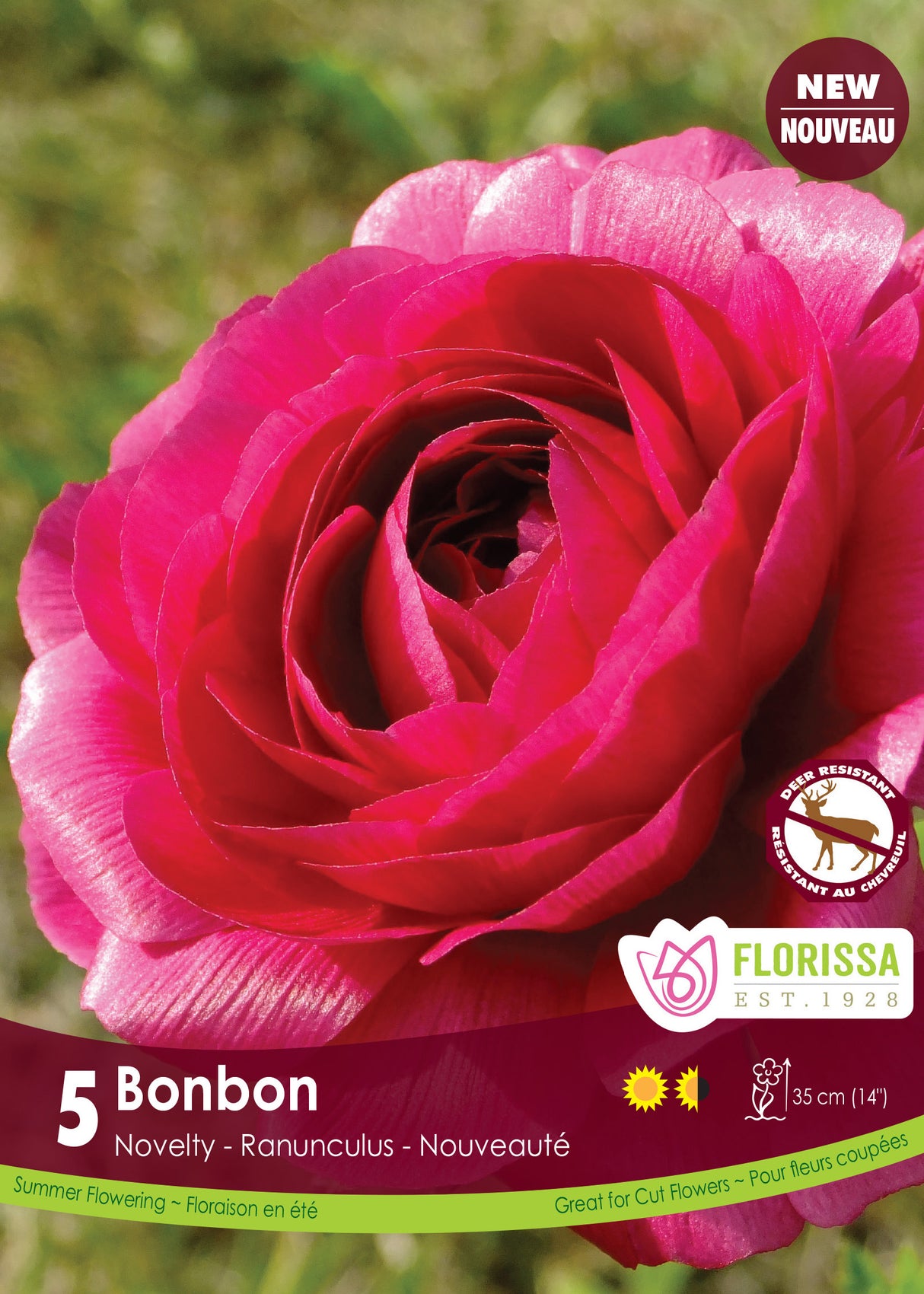 Ranunculus - Amandine Bonbon Fall Retail