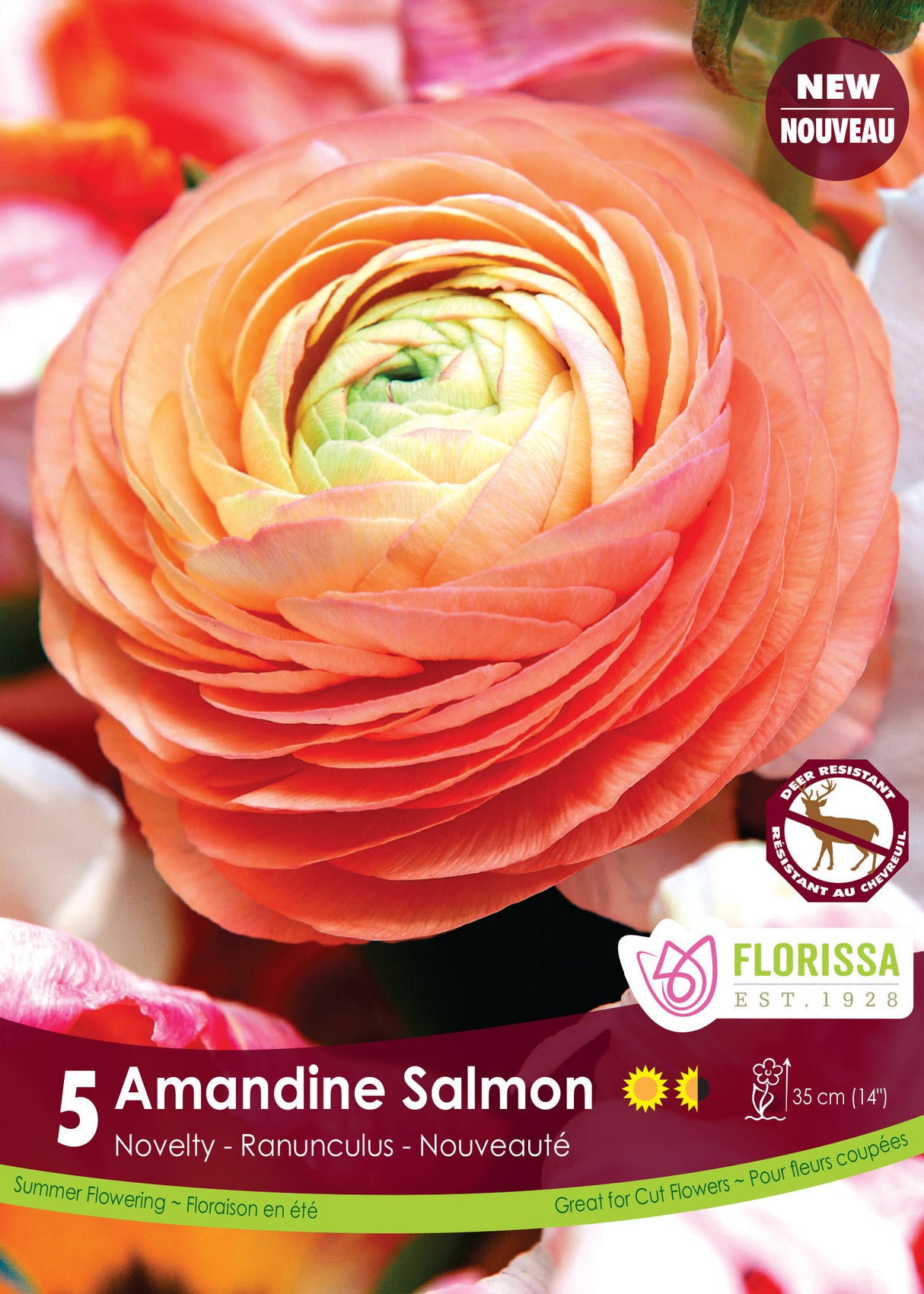 Ranunculus - Amandine Salmon Fall Retail