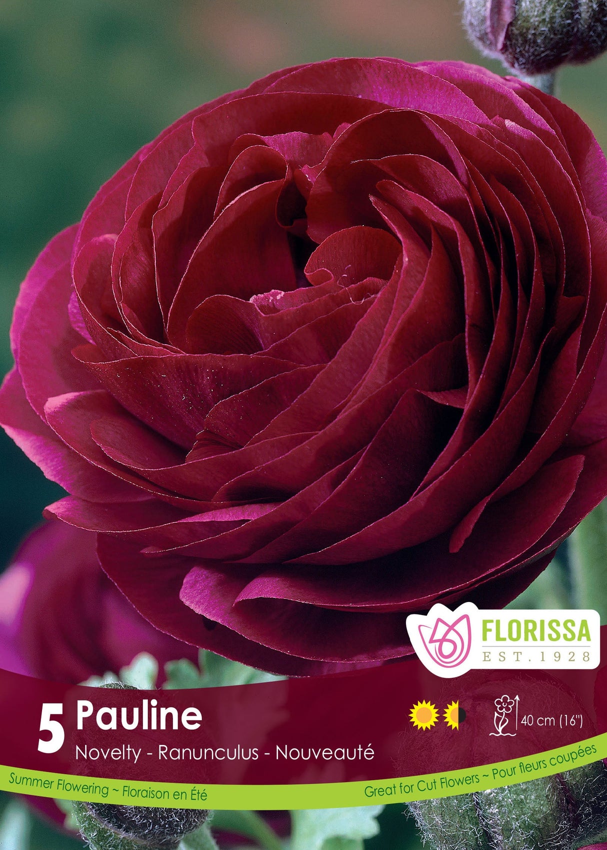 Ranunculus - Pauline Spring Bulk