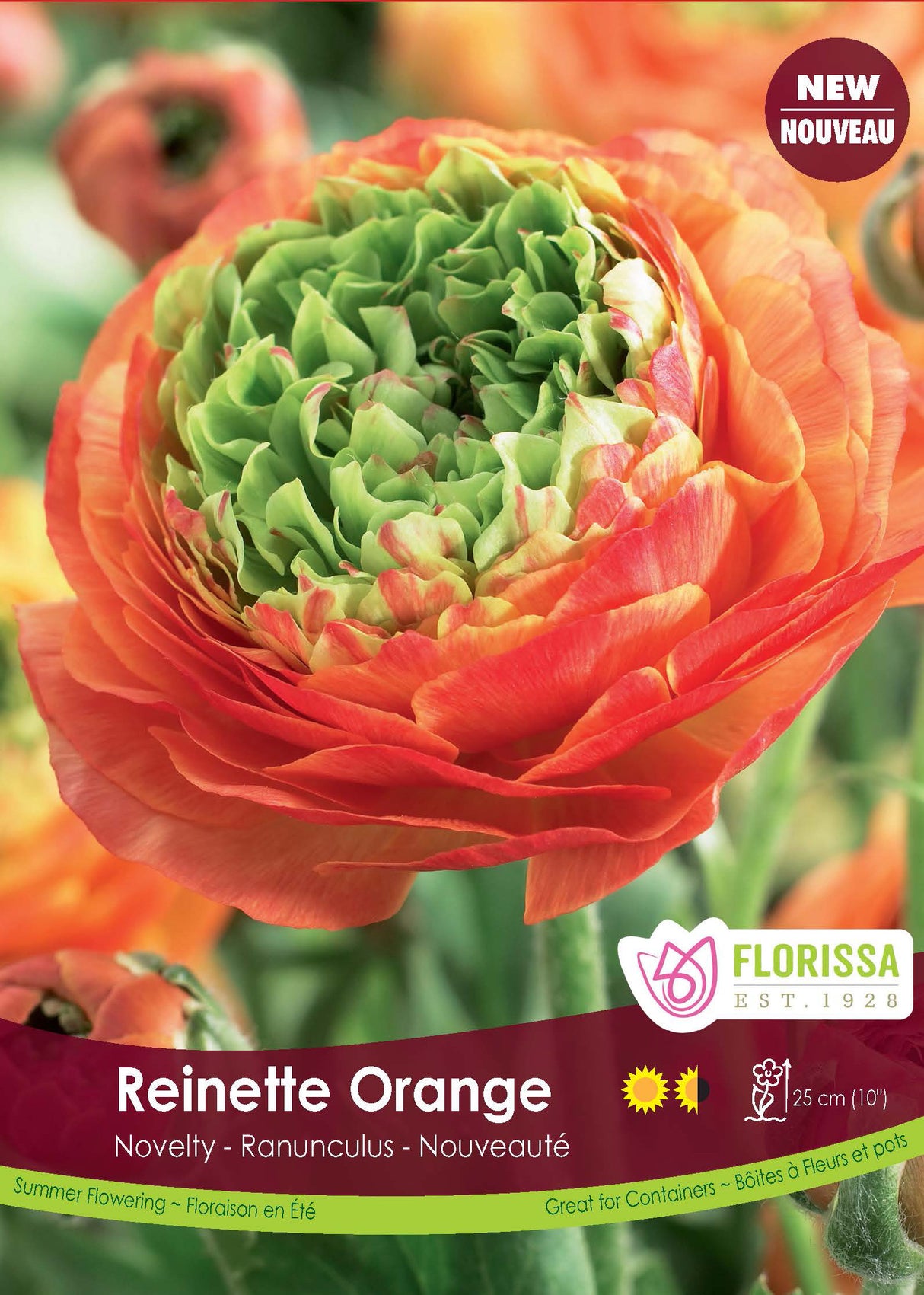 Ranunculus - Reinette Orange Spring Retail