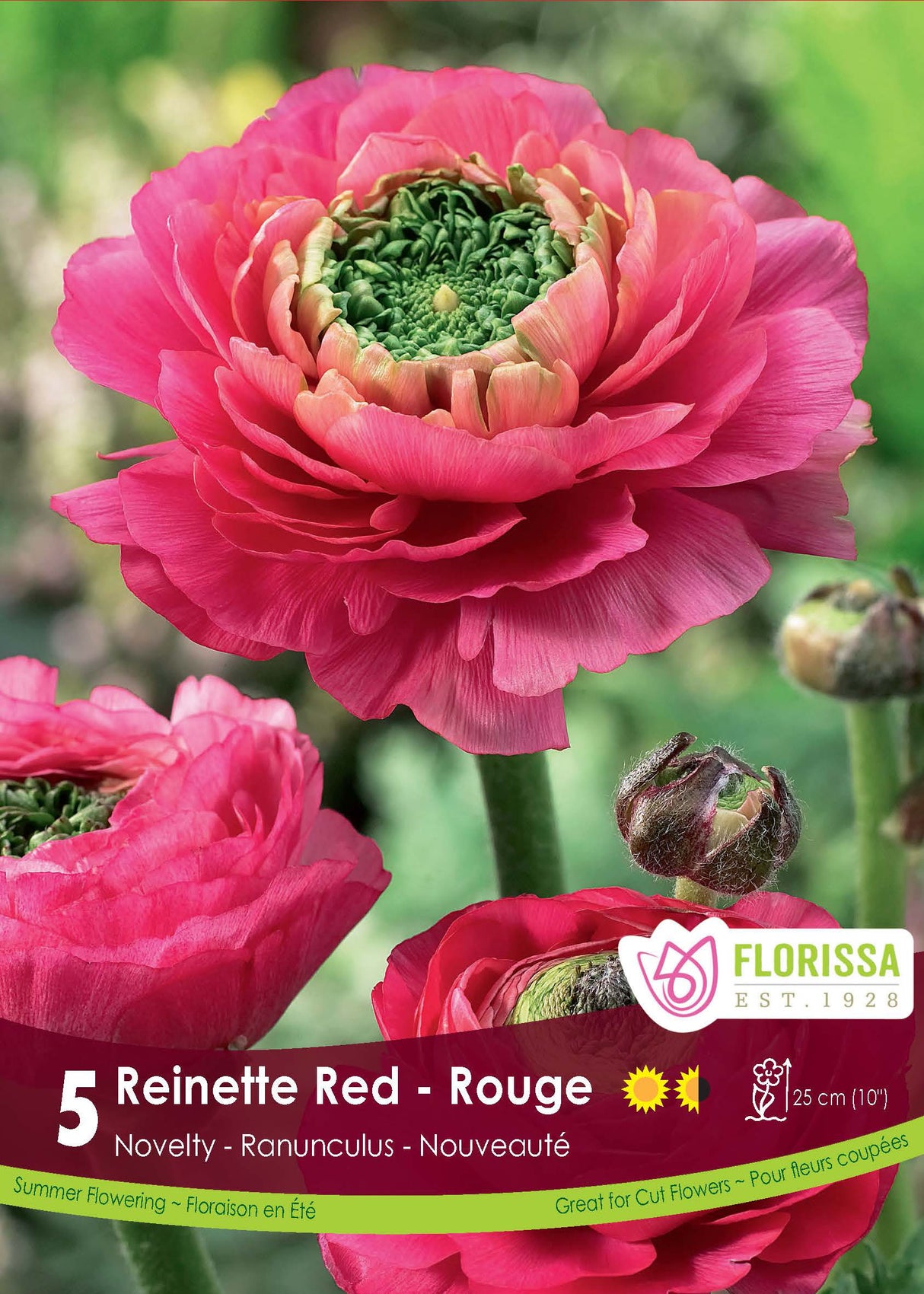 Ranunculus - Reinette Red Spring Retail