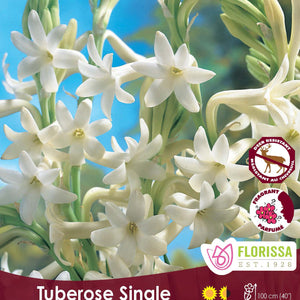 Tuberose