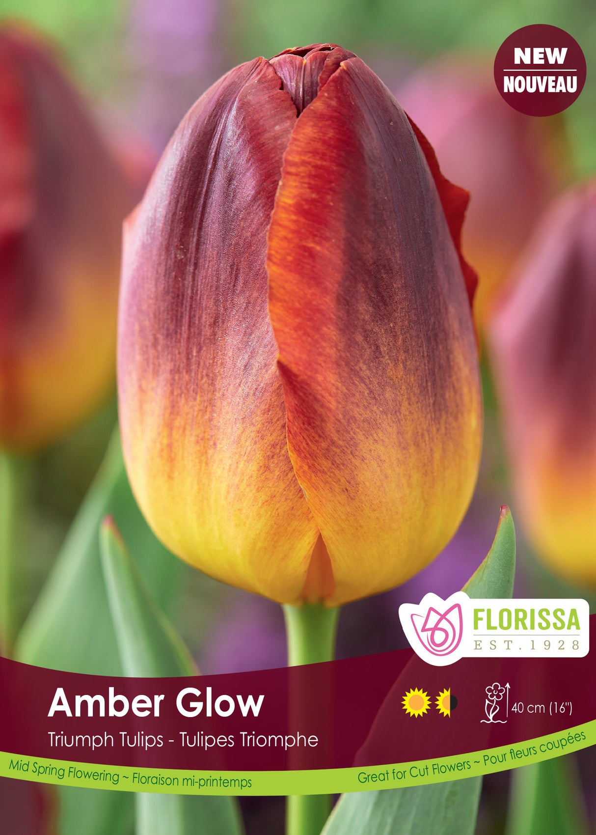 Tulip Triumph - Amber Glow Bulk