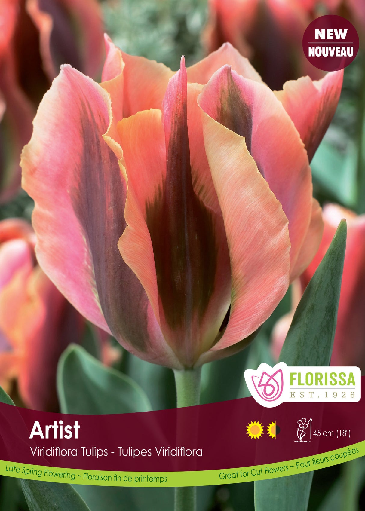 Tulip Green (Viridiflora) - Artist Bulk