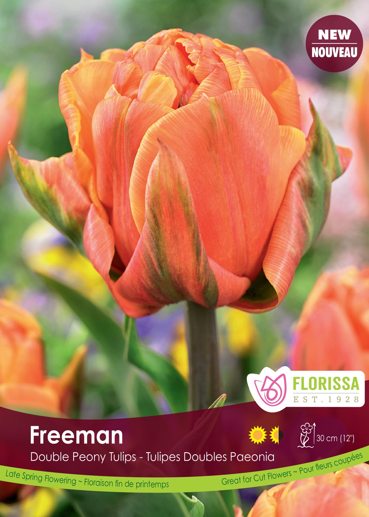 Tulip Double Late - Freeman Bulk
