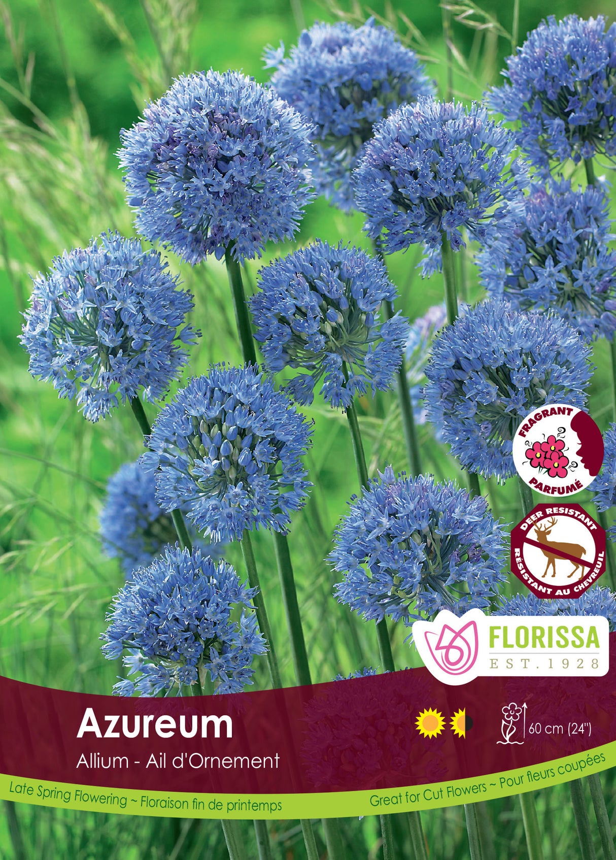 Allium - Azureum Bulk