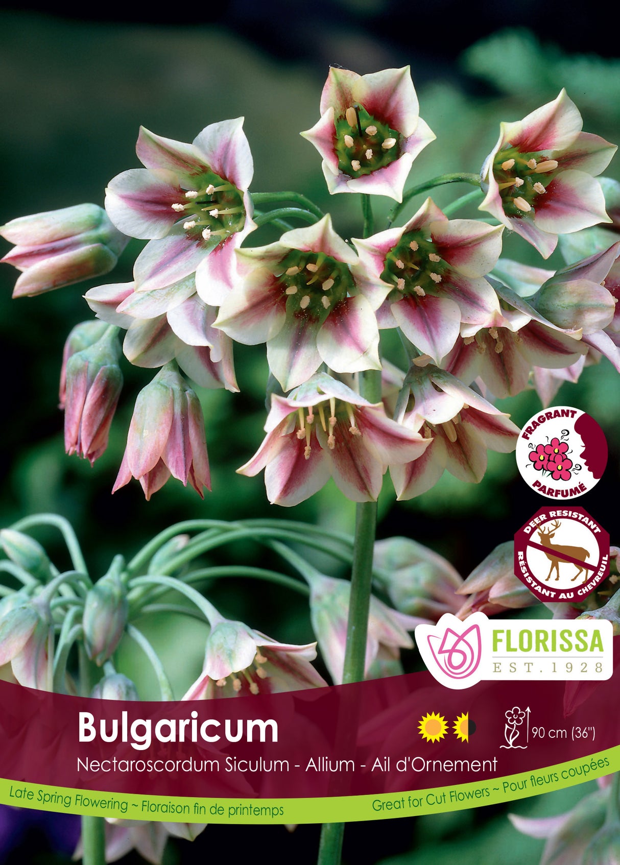 Allium - Bulgaricum Bulk