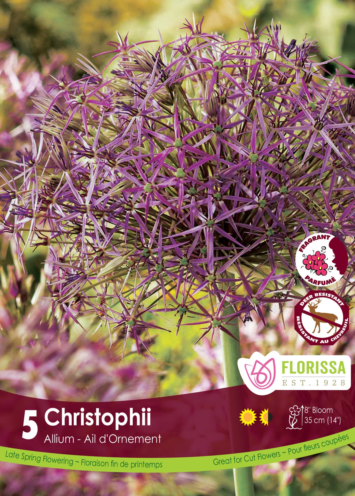 Allium - Christophii Retail