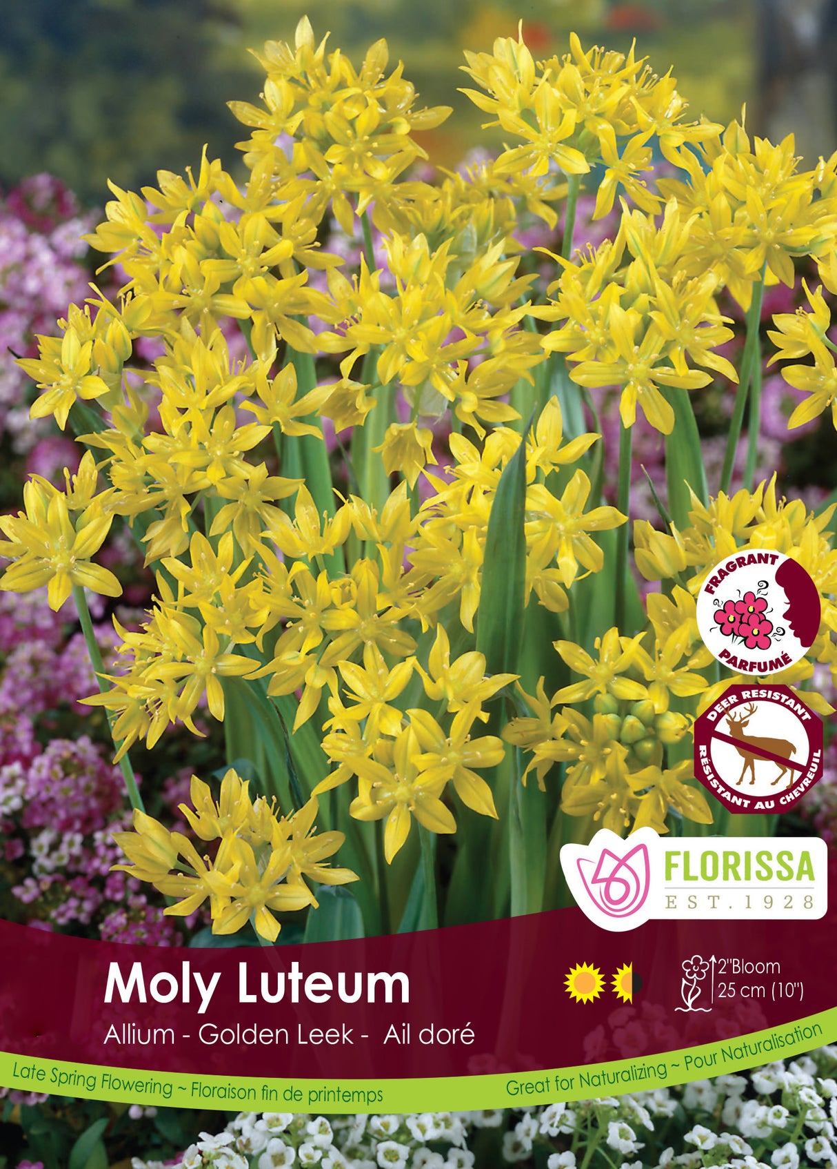 Allium - Moly Luteum Bulk