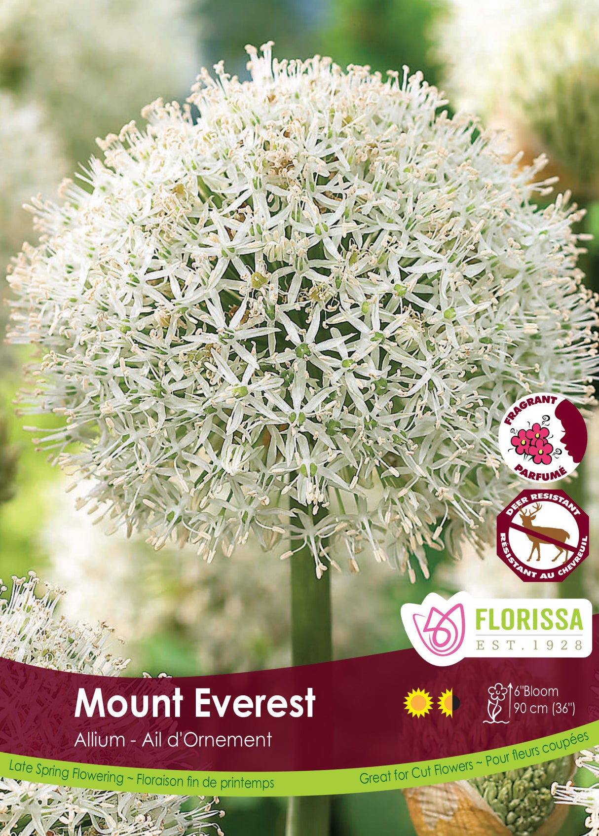 Allium - Mount Everest Bulk