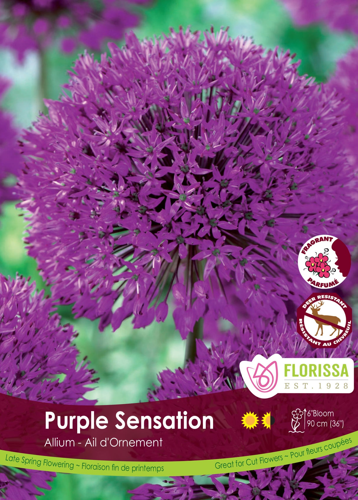 Allium - Purple Sensation Bulk