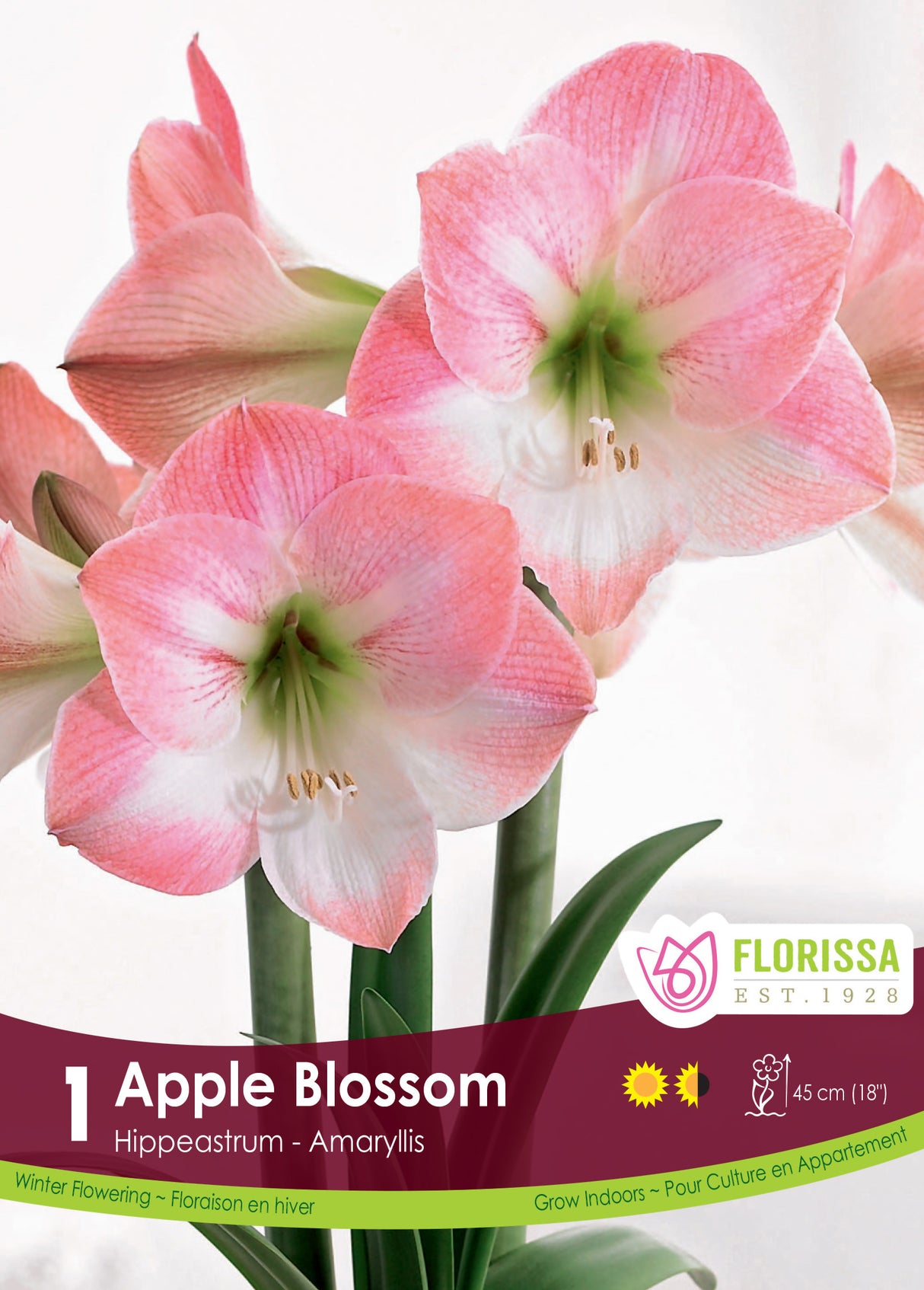 Amaryllis - Apple Blossom Size 42+