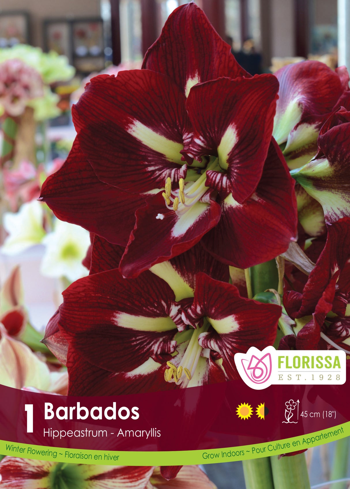 Amaryllis Novelty - Barbados