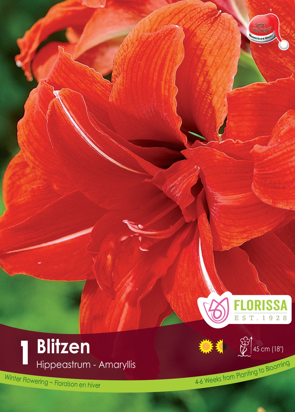 Amaryllis Christmas Blooming - Blitzen